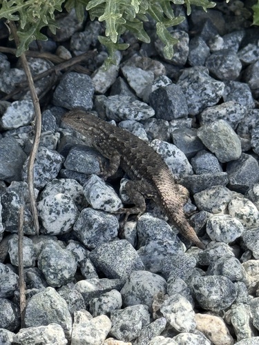 Western Fence Lizard