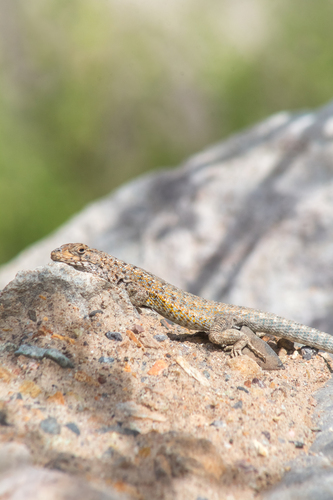 Liolaemus velosoi