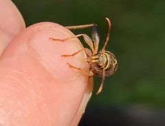 Neoclytus mucronatus