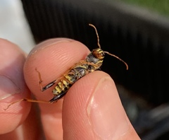 Neoclytus mucronatus