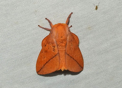 Syssphinx bisecta