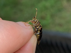 Neoclytus mucronatus