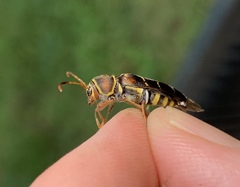 Neoclytus mucronatus