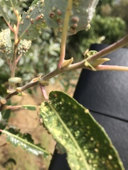 Aculus