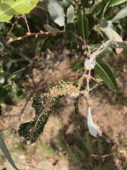 Aculus