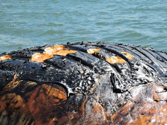 Megaptera novaeangliae