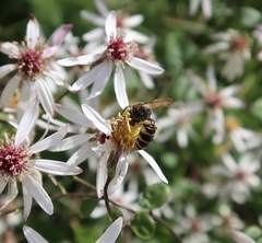 Philanthus triangulum