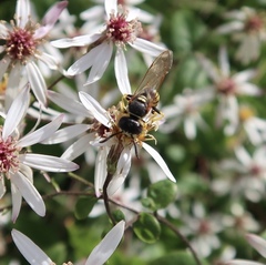 Philanthus triangulum