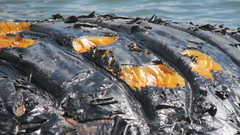 Megaptera novaeangliae