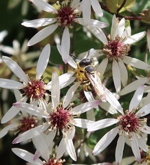 Philanthus triangulum