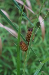Carex squarrosa