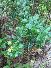 Triphasia trifolia
