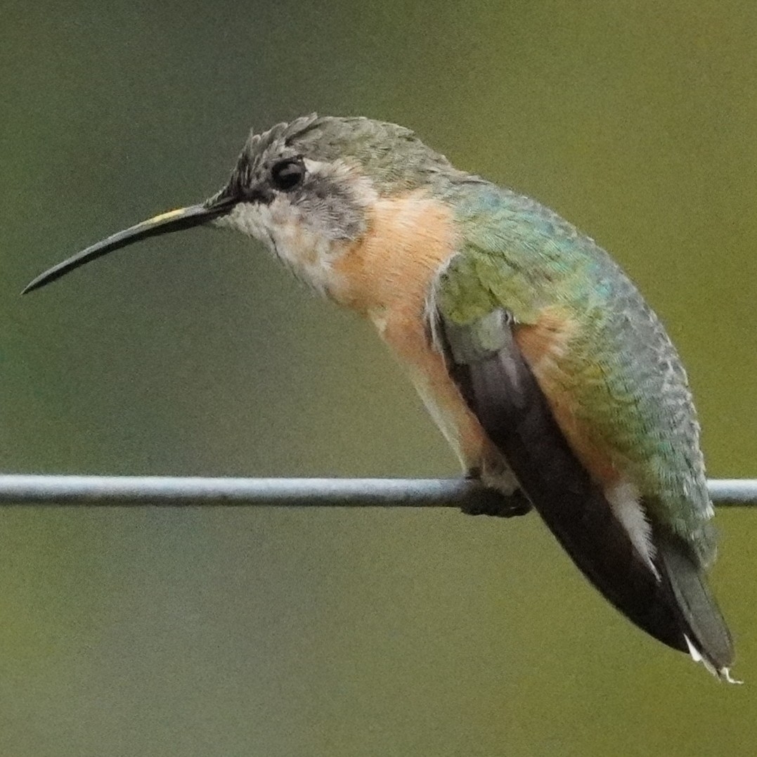 Purple-collared Woodstar (Myrtis fanny), photo 6