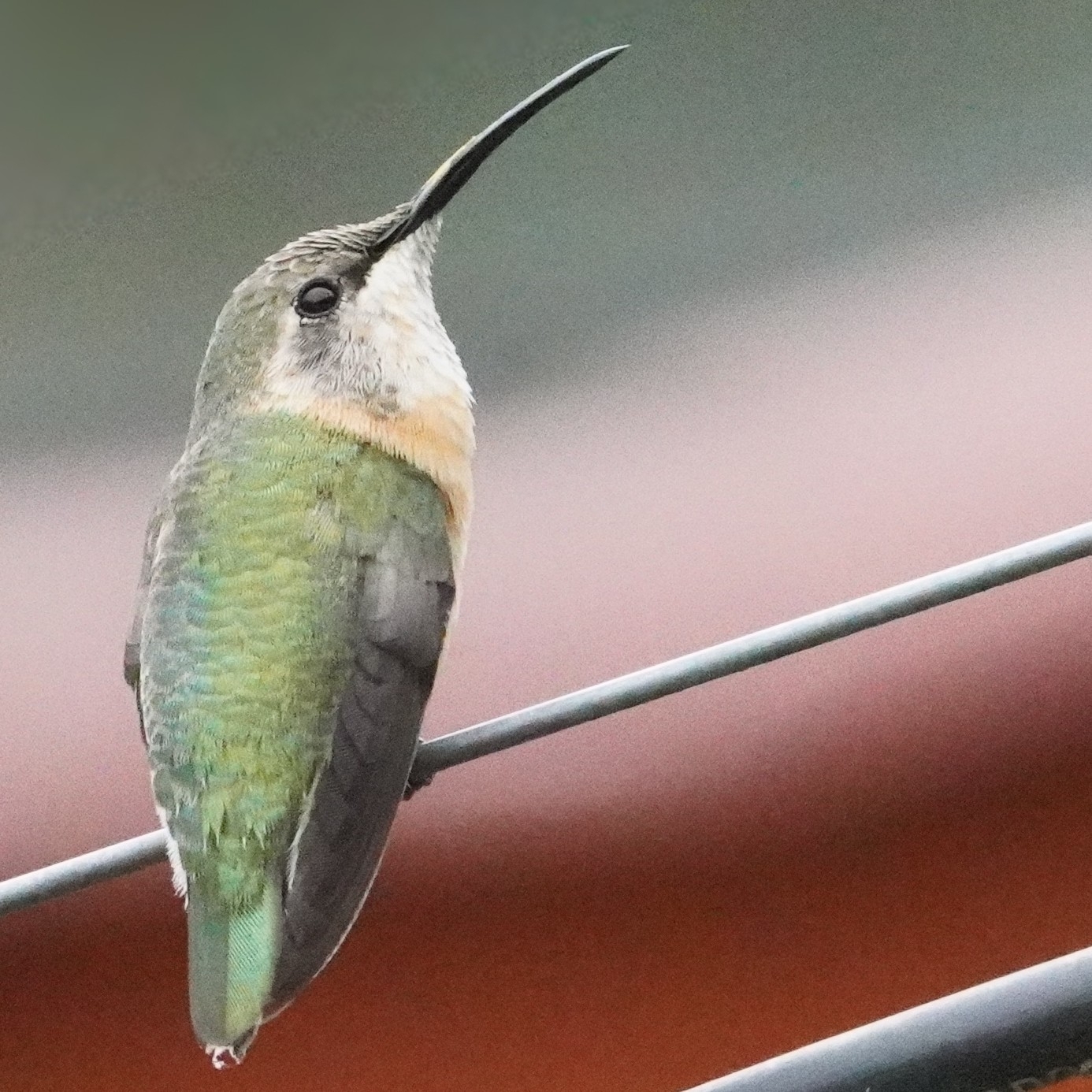 Purple-collared Woodstar (Myrtis fanny), photo 7