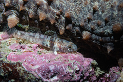 New Zealand Pygmy Sleeper photo 2