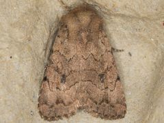 Nudorthodes variabilis