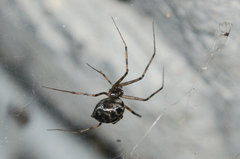 Megalepthyphantes nebulosus