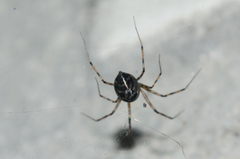 Megalepthyphantes nebulosus