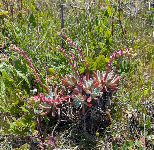 Dudleya greenei