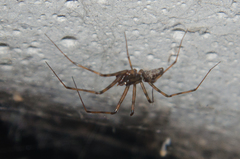 Megalepthyphantes nebulosus