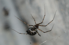 Megalepthyphantes nebulosus