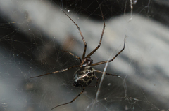 Megalepthyphantes nebulosus