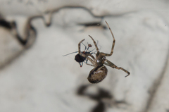 Steatoda castanea