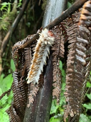 Neopreptos marathusa