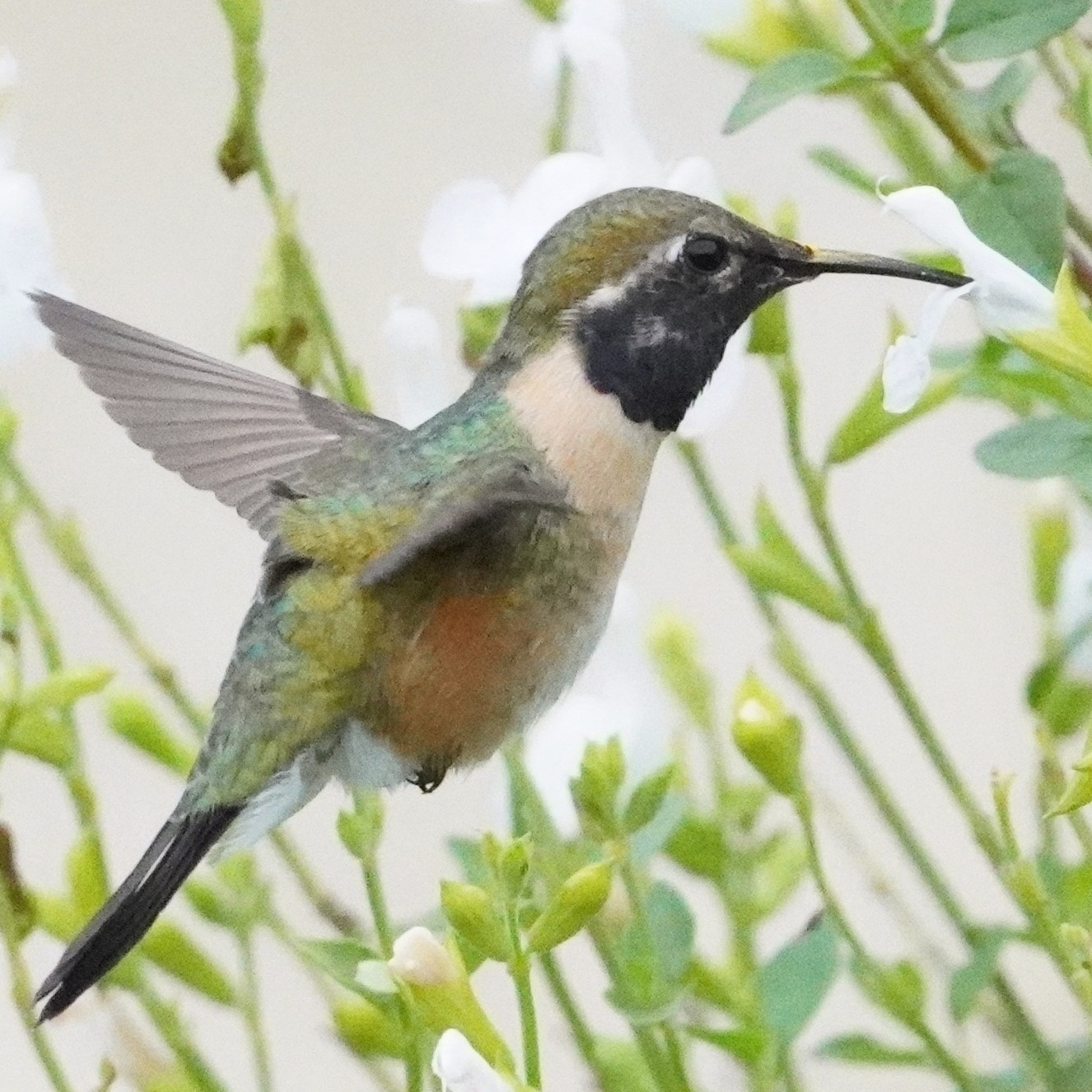 Purple-collared Woodstar (Myrtis fanny), photo 8