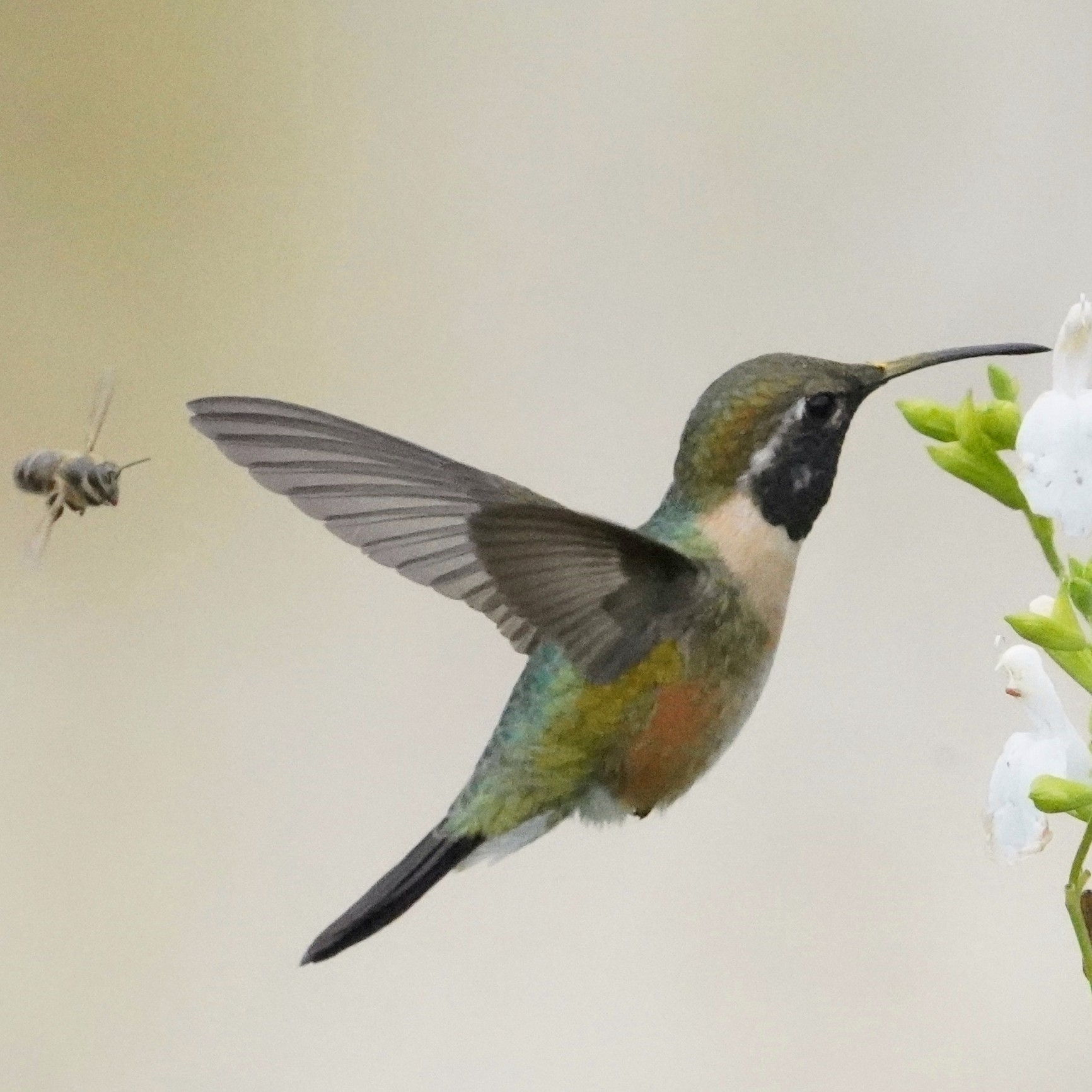 Purple-collared Woodstar (Myrtis fanny), photo 9