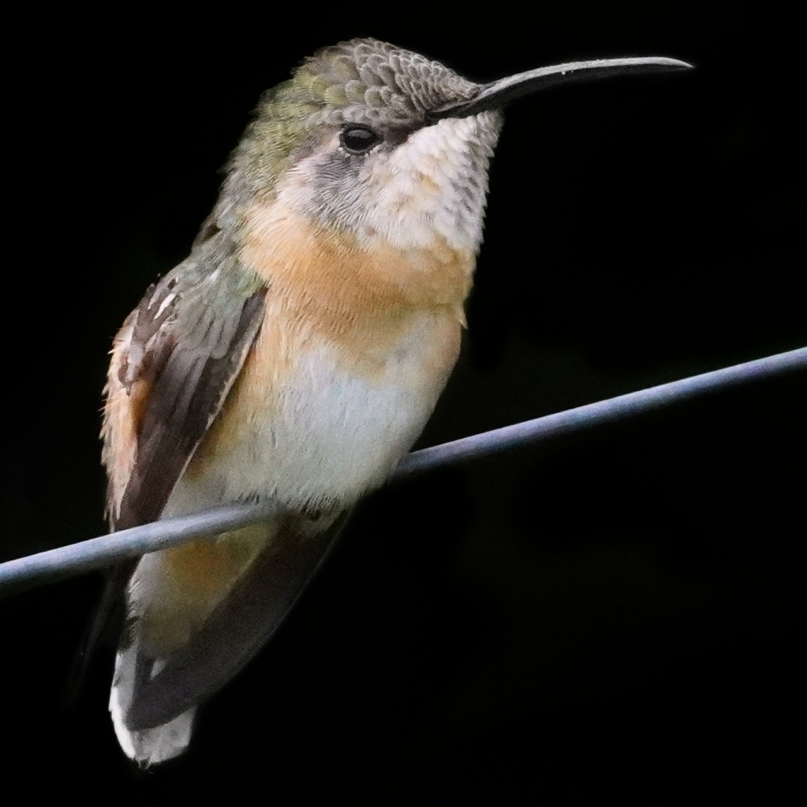 Purple-collared Woodstar (Myrtis fanny), photo 5