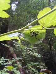 Araneus nordmanni
