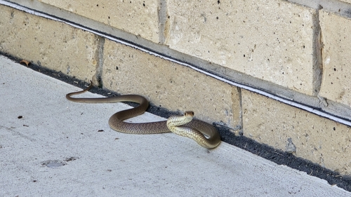 Eastern Brown Snake sighting