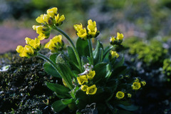 Draba alpina