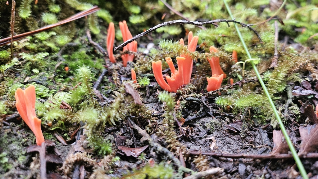 Clavulinopsis sulcata · May 2025 · photo: © charliethomas (iNaturalist, cc0)