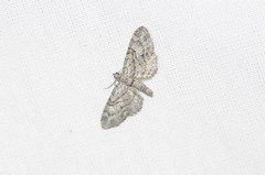 Eupithecia interruptofasciata