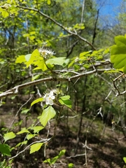 Crataegus sargentii