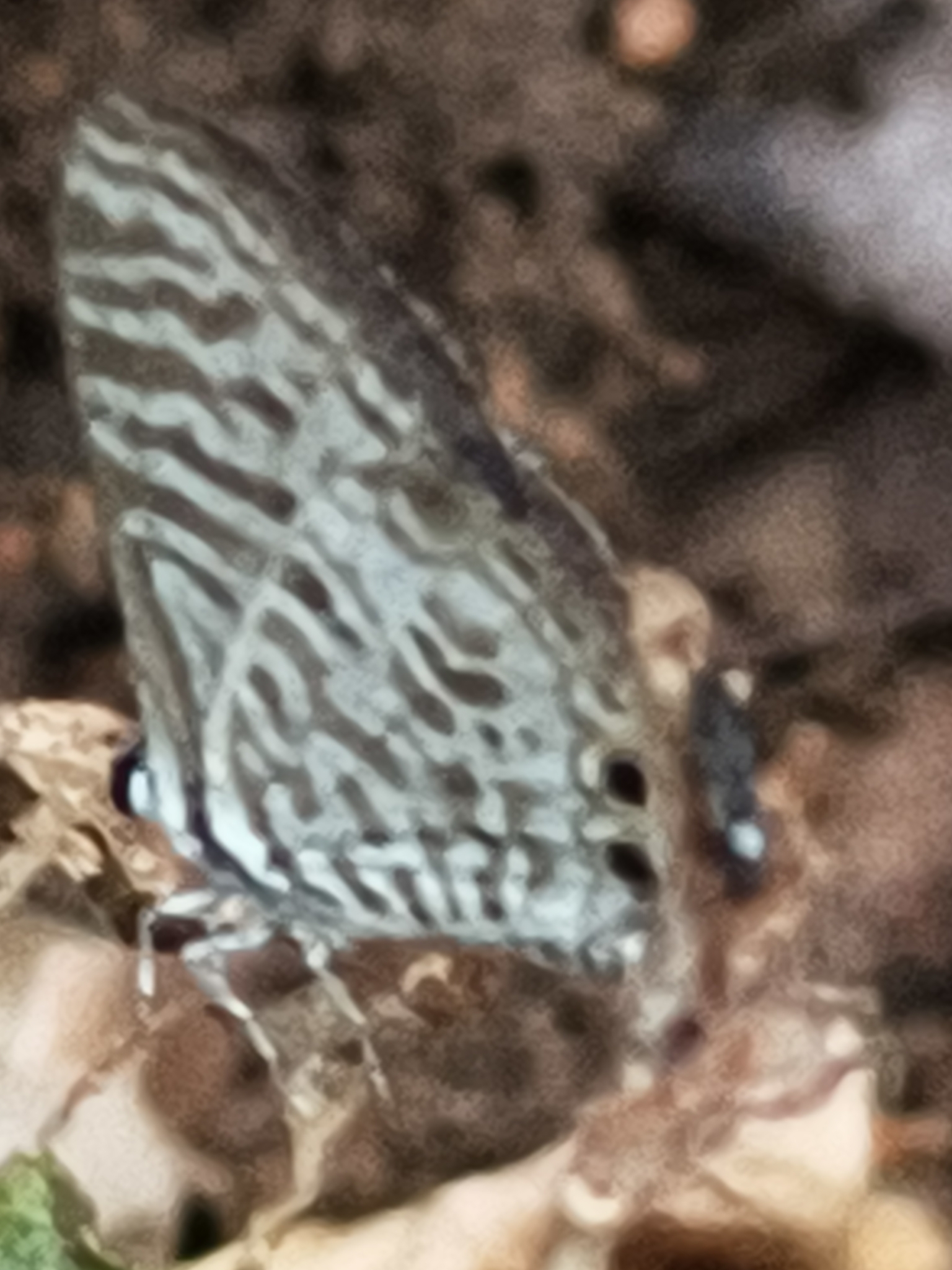 Zebra Blue