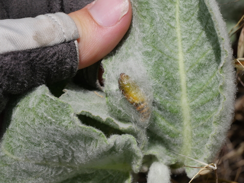 iNaturalist observation photo of Butterflies and Moths