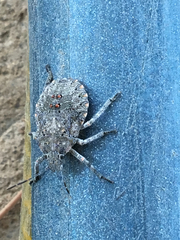 Pentatomidae