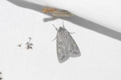 Andropolia contacta