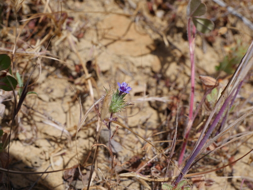 iNaturalist observation photo of downy pincushionplant