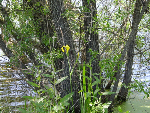 iNaturalist observation photo of Yellow Iris
