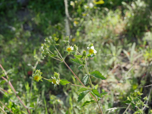 iNaturalist observation photo of sticky cinquefoil
