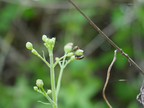 iNaturalist observation photo of Cosmopepla uhleri