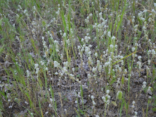 iNaturalist observation photo of Q-tips