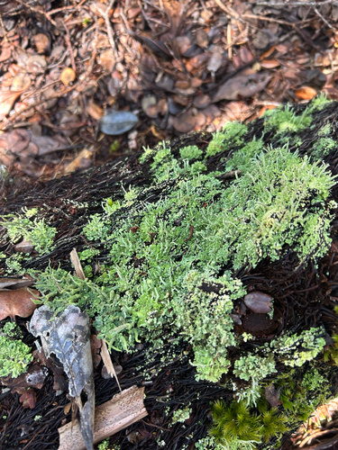 Cladonia coniocraea observed 2025-05-17