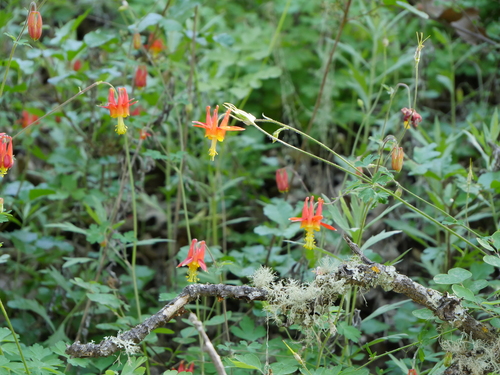 iNaturalist observation photo of western columbine