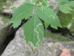 Liriomyza carphephori