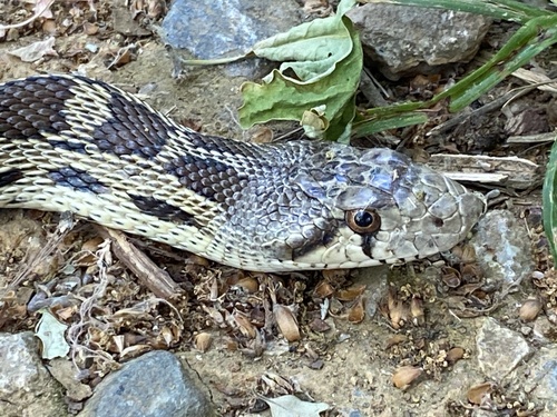 Gopher Snake